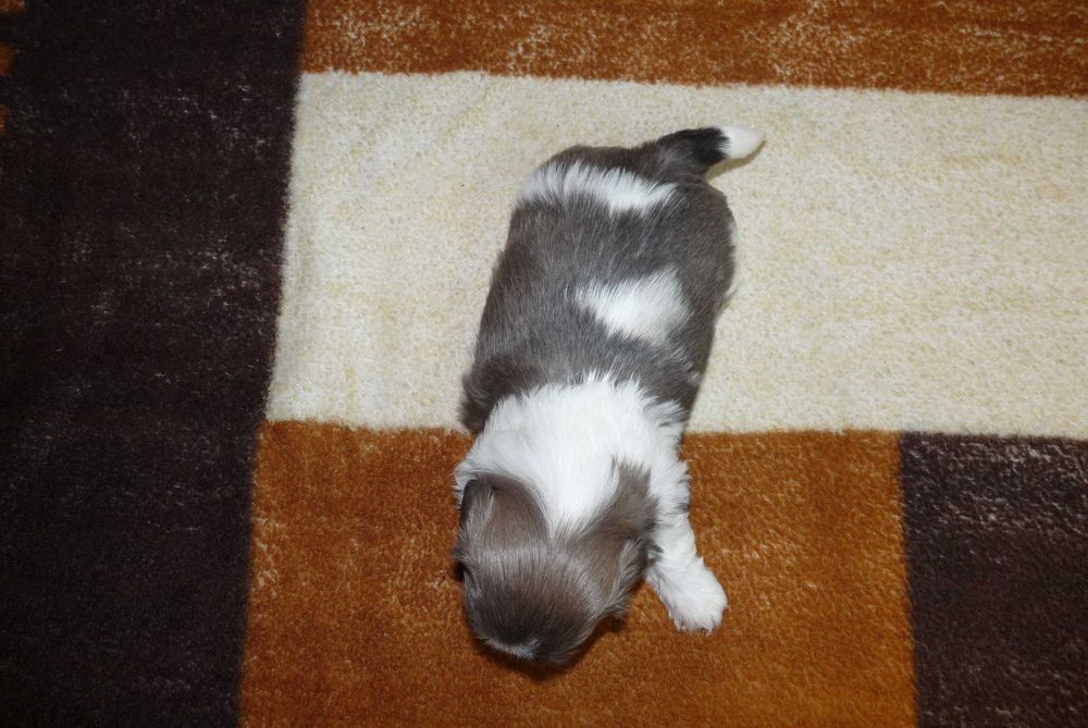 Shih Tzu, suczka Lucy do odbioru od 24 grudnia.