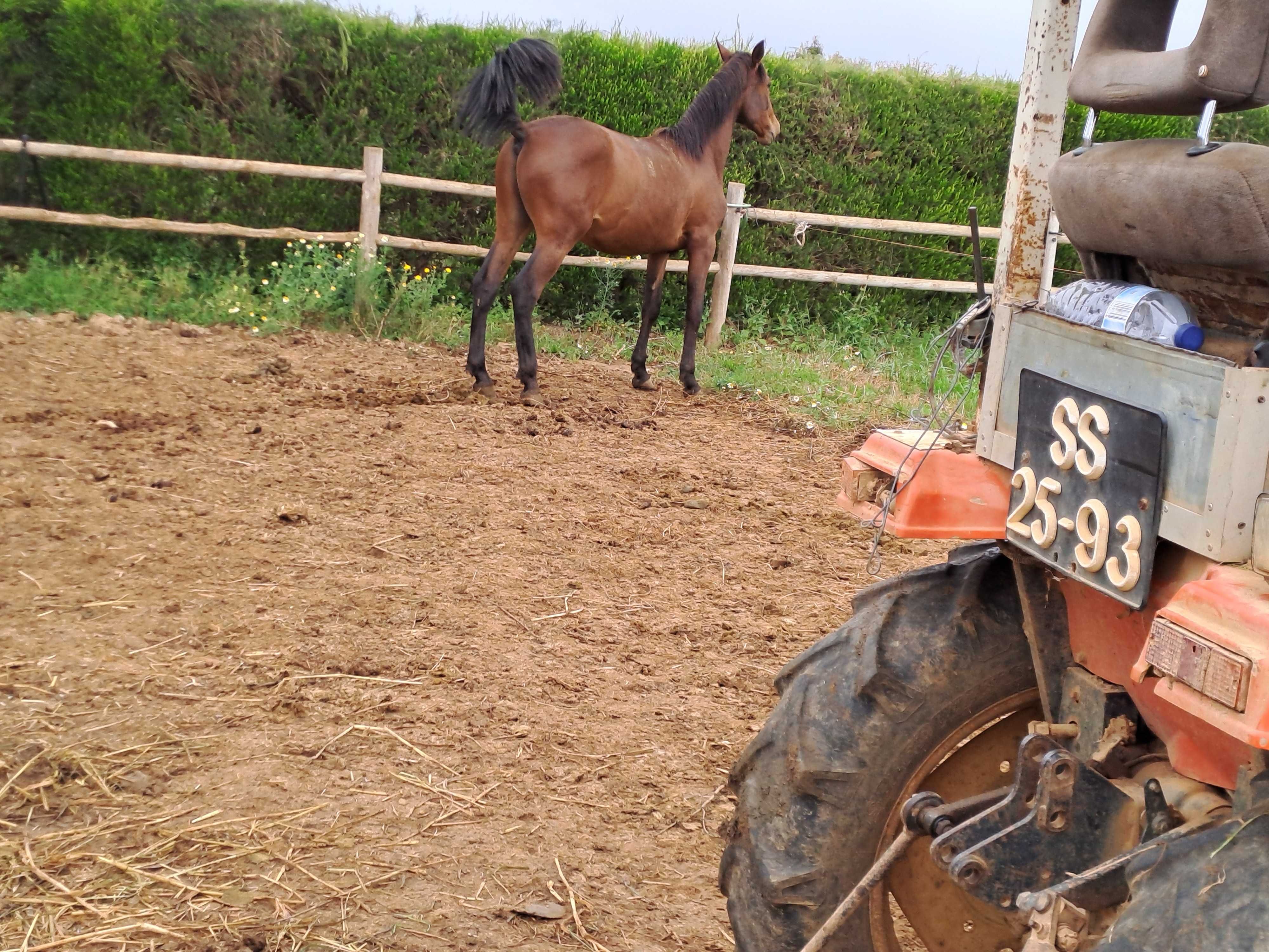 Poldro lusitano para vende