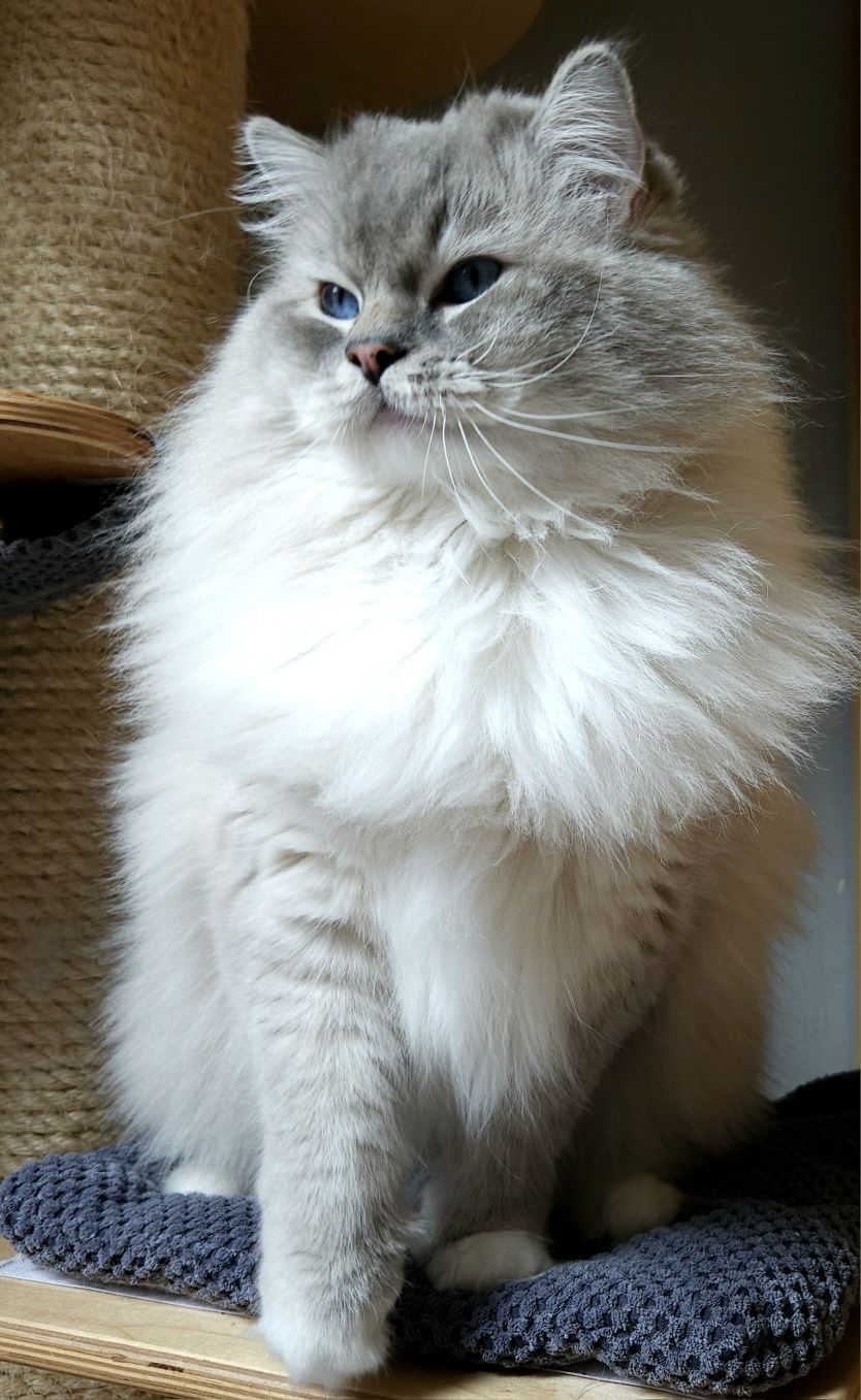 Ragdoll Kocurek do adopcji z legalnej hodowli