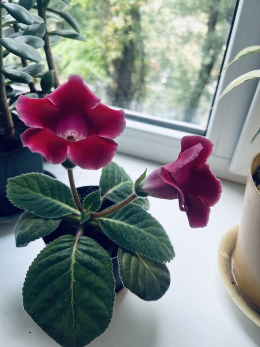 Домашні рослини глоксинія бегонія драцена сансивієрія грошове дерево