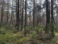 Działka leśna z możliwością budowy 1415m2 POPOWO LETNISKO 54 km do Waw