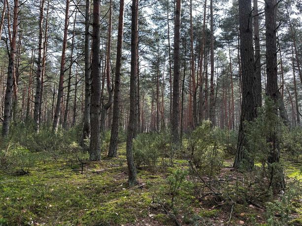 Działka leśna z możliwością budowy 1415m2 POPOWO LETNISKO 54 km do Waw