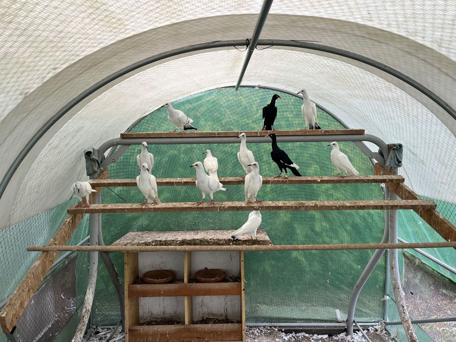 Srebrniaki bialoogony