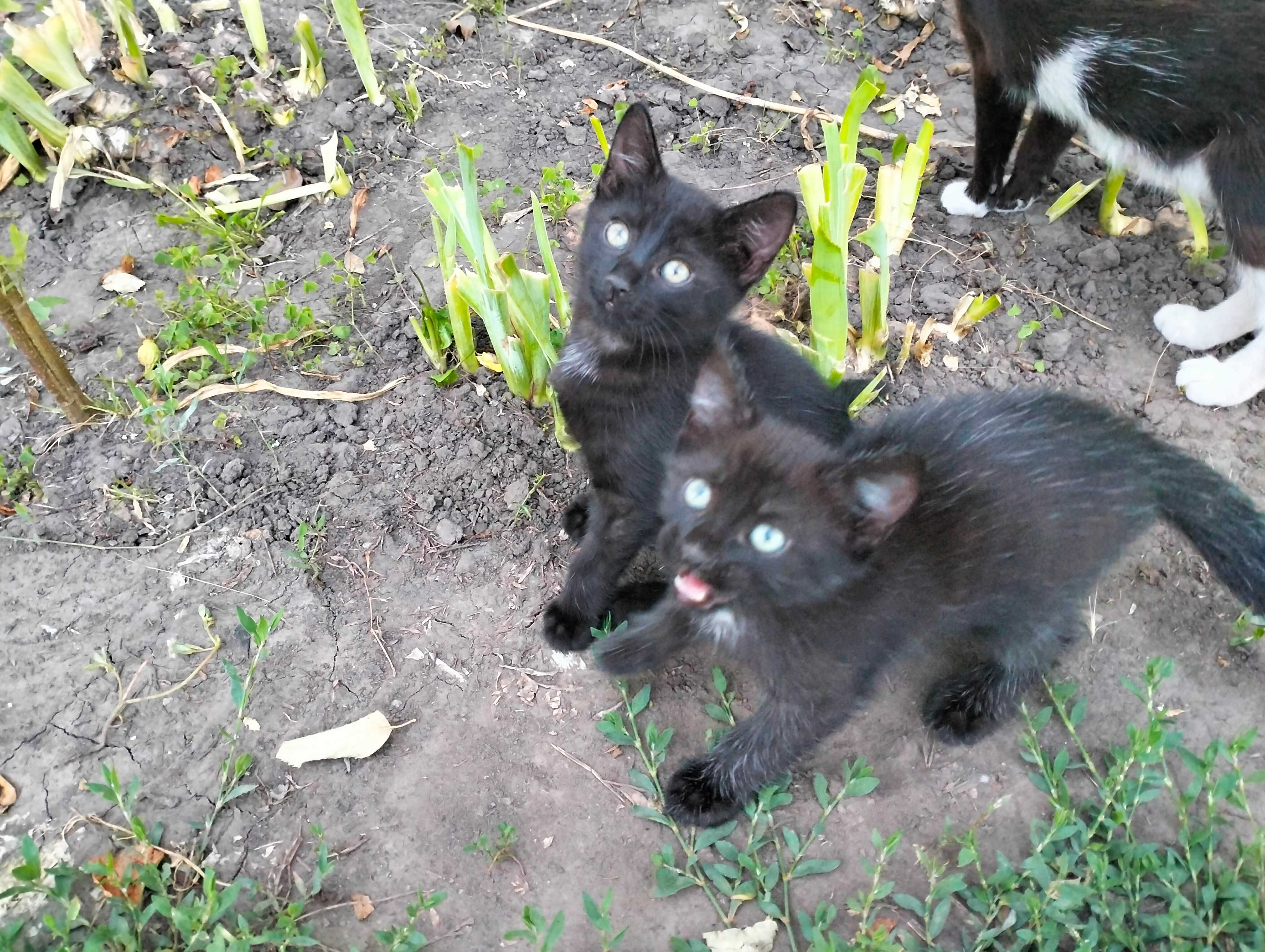 Віддам в добрі руки кошеня, котеня, котенята Рокитне