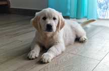 Golden Retriever FCI