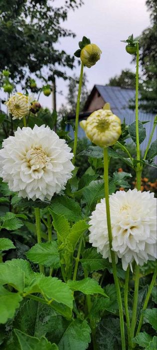 Садженці  жоржин