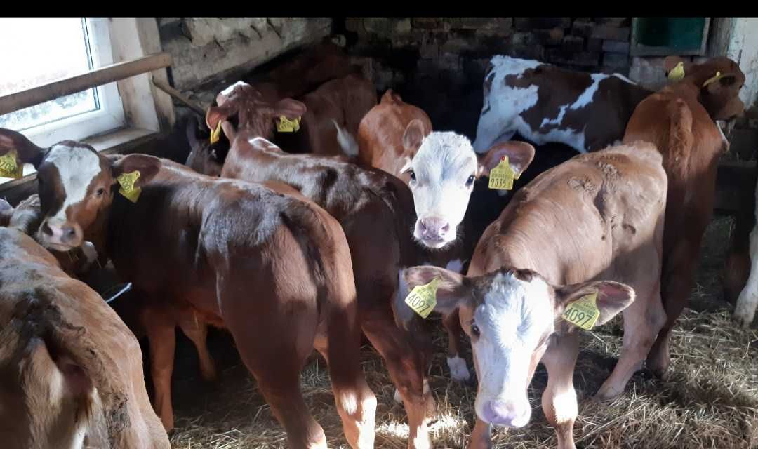 Kruszwica cielaki miesne byczki