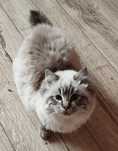 Kotka rasy Ragdoll
