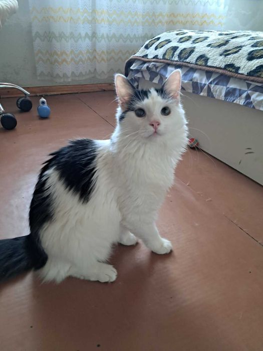 Котёнок Ляля — нежная девочка. Ей 10 месяцев.