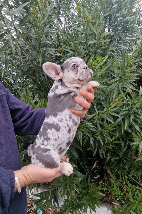 Bulldog Francês Blue Merle