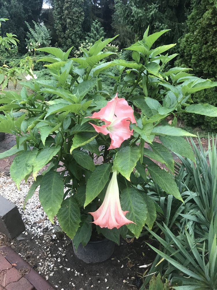 Datura duza kwiat pojedynczy morelowa ,rozowa