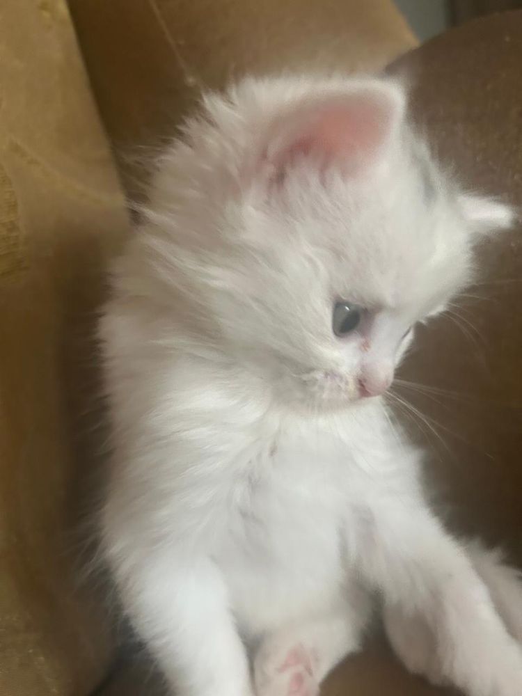 отдам котят в хорошие руки