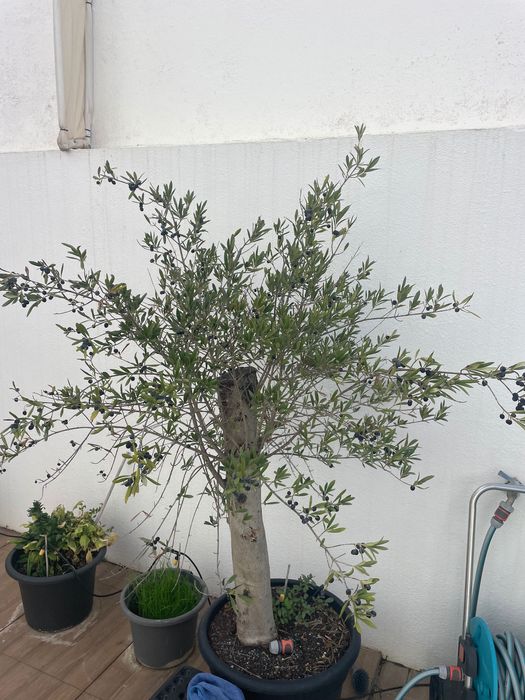 Olive tree for garden
