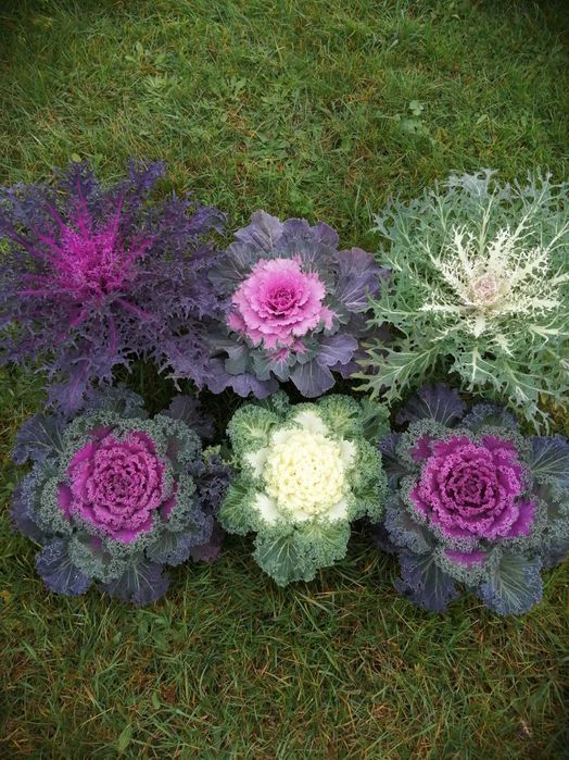 Kapusta ozdobna róża kapuściana alternatywa chryzantemy
