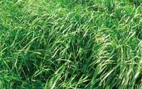 Mieszanka traw na mokre, nasiona paszowe, wysyłka gratis