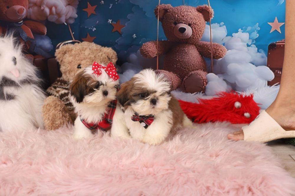 милі цуценята  ши тцу