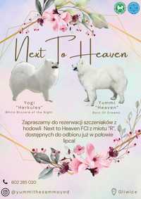 Samoyed Samoyed Szczeniaki - NEXT TO HEAVEN FCI/ZKWP