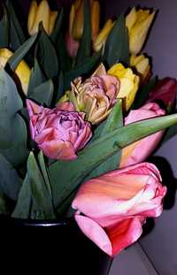 Tulipany, paczka kwiatów z farmy kwiatowej