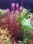 Roślina Rotala Singapure Red