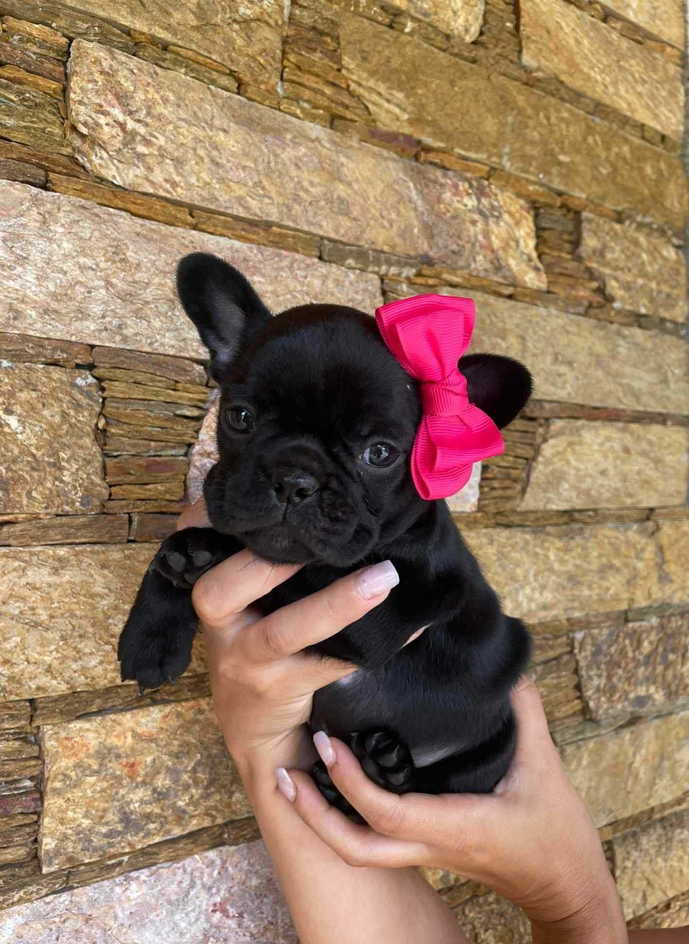Bulldog frances f