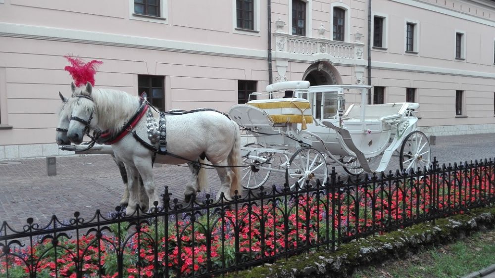 kareta bryczka do ślubu, końmi do ślubu