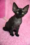Bianka czarna kotka Devon Rex