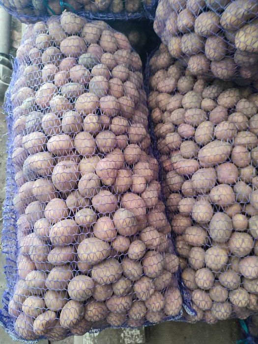 Картопля кормова