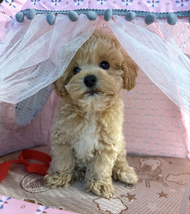 Maltipoo Mini Suczka