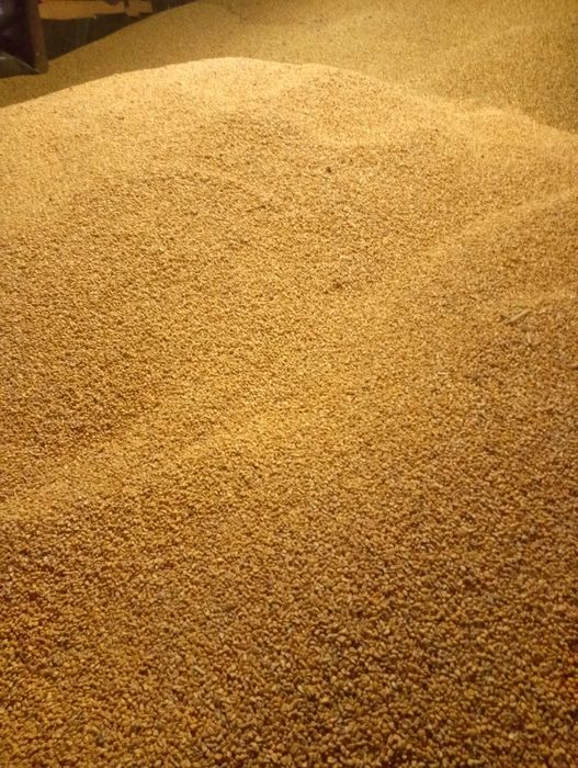 Sprzedam sucha kukurydzę i zboża