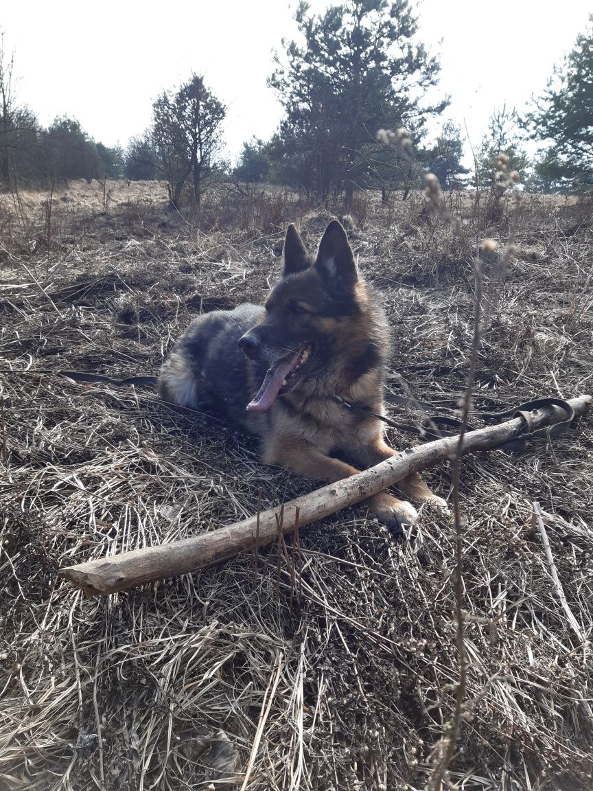 Super owczarek niemiecki Oliś do adopcji że schroniska.