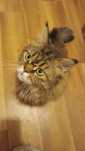 Maine Coon do adopcji