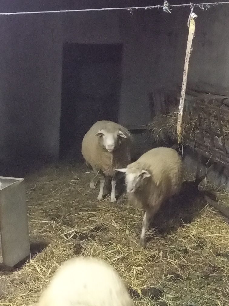 Ovelhas e carneiro