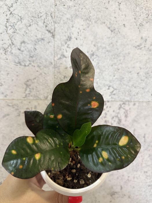 Продам кротон Гранат