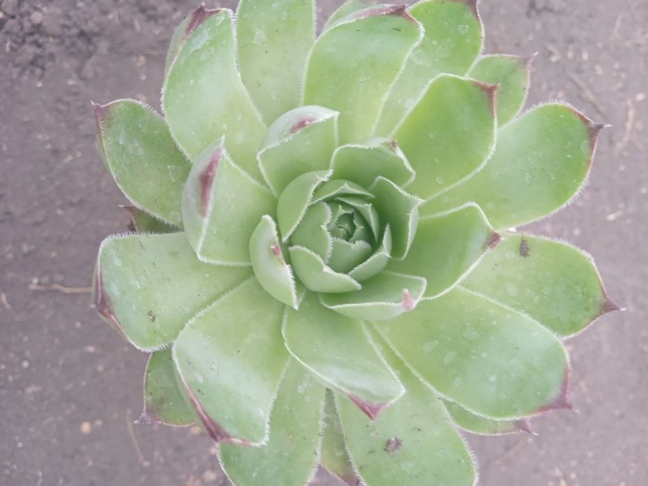 Продам  молодило