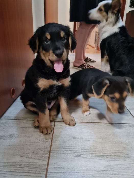 Pieski oddam za darmo w dobre ręce piesek szczenięta