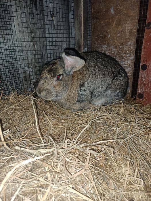 Królik samiec  z 2025r