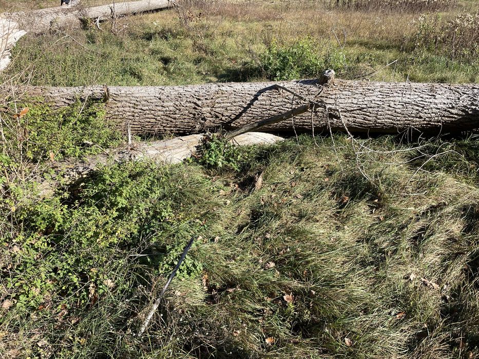 Topola w stanie okraglym