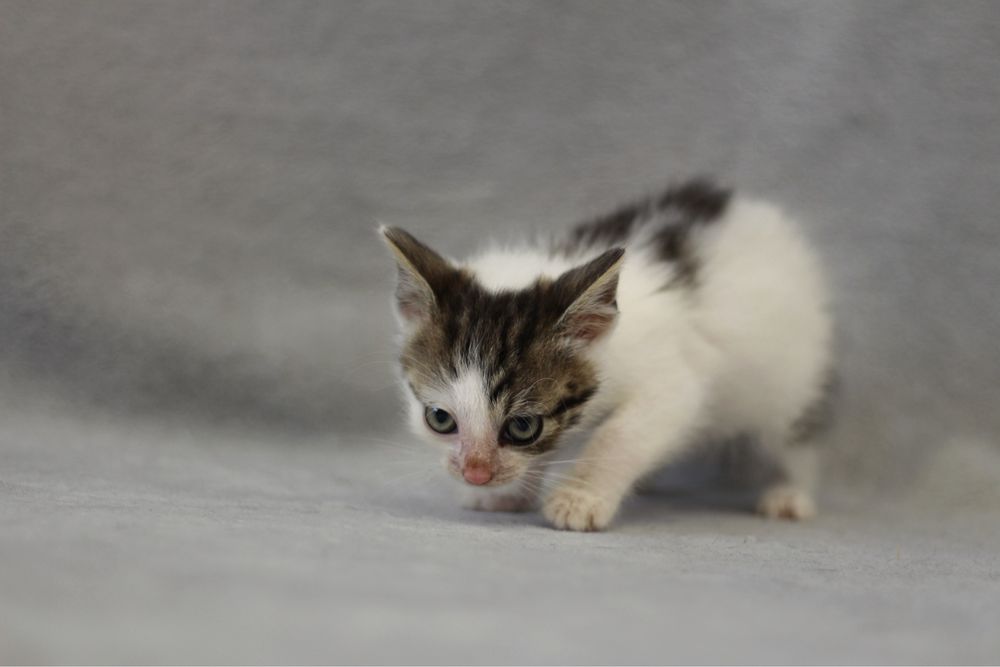 Kotka do adopcji