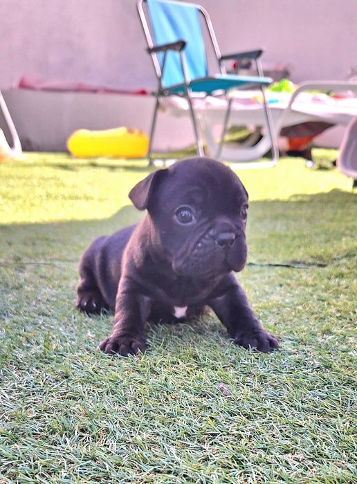 Bulldog Francês fêmea