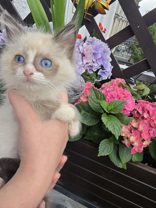 Ragdoll. Gotowe na nowy domek