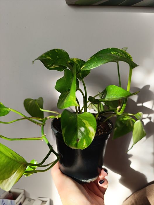 Hoya Carnosa Tricolor i inne