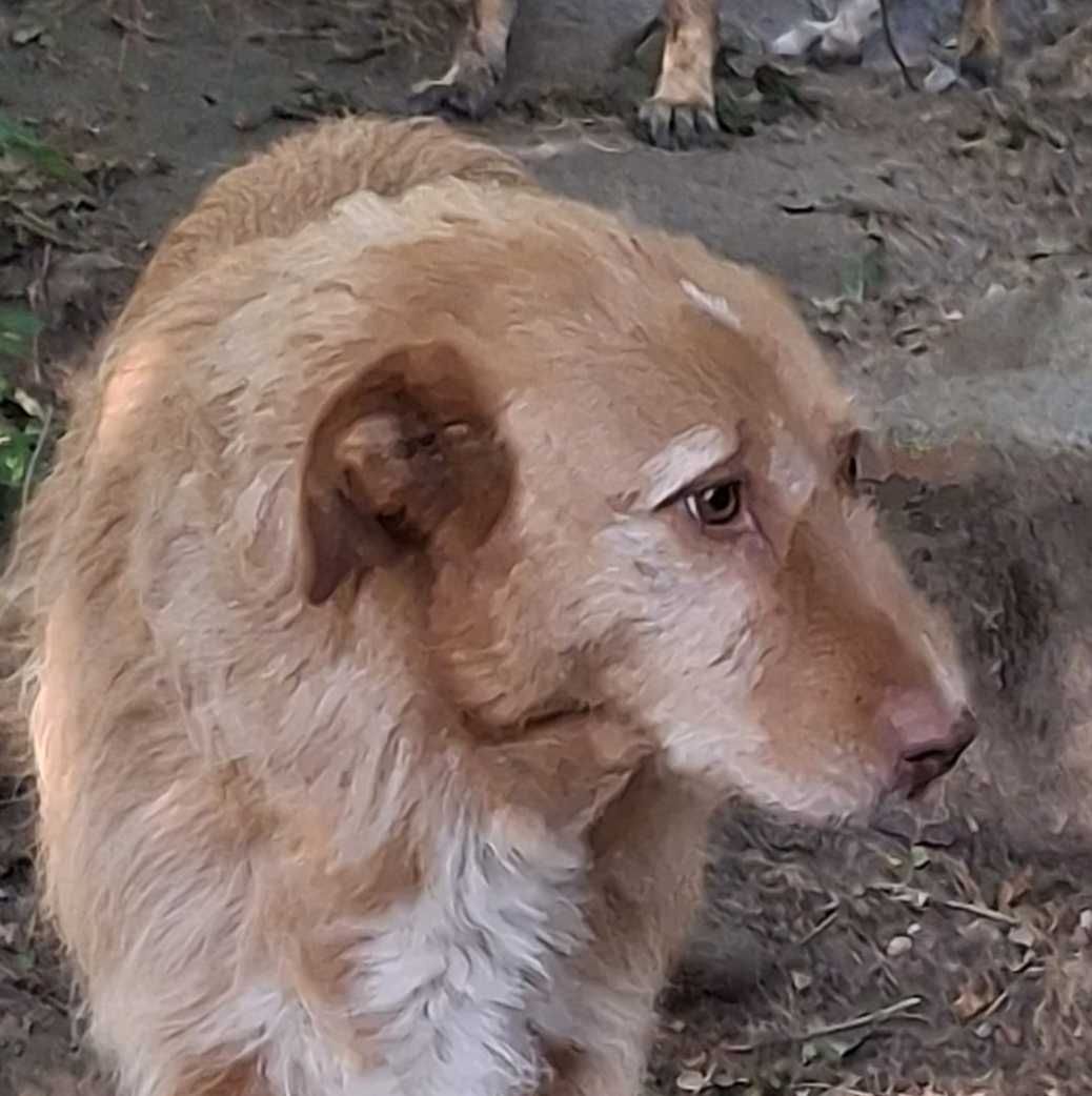 O NOA está para adoção!