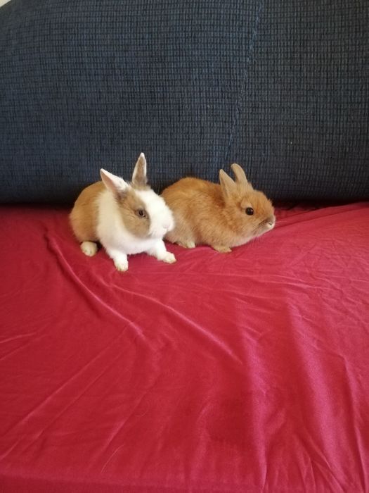 Króliczek karzełek Lewek, Teddy, Mini Lop