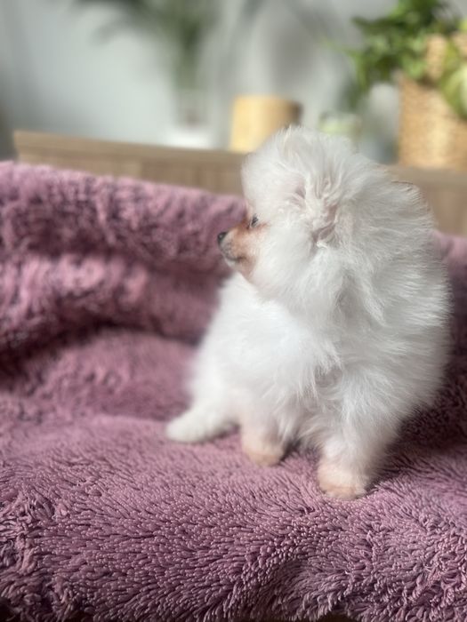 Śliczny, bialy szczeniaczek samiec-  pomeranian, spic miniarurowy