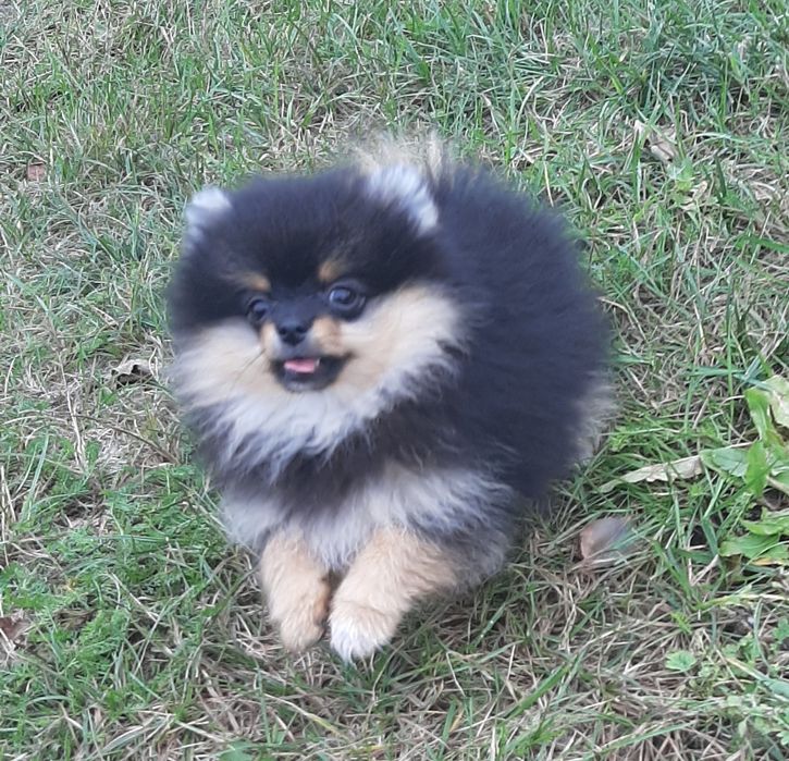 ONA szpic miniaturowy pomeranian