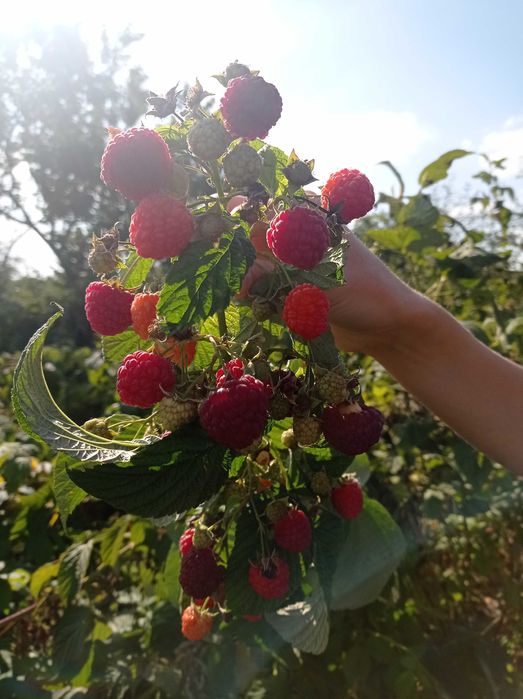 Малина ремонтантна