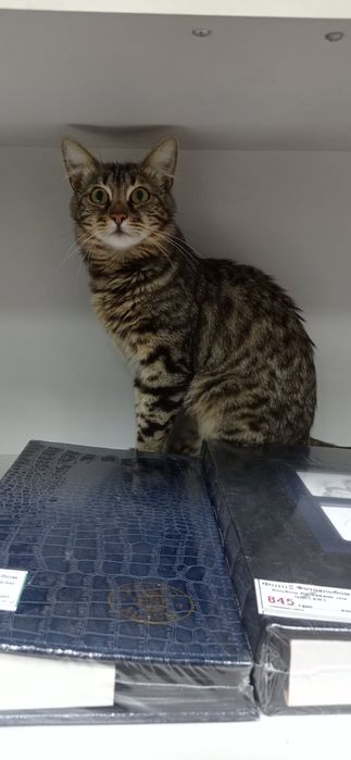 Пропала кішка в р-ні Ел. мережі, вул. Пирогова, вул. Польової!