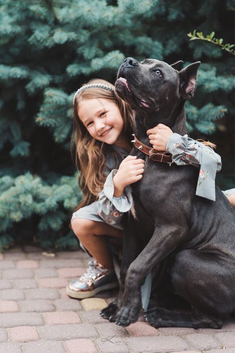 Cane corso Italiano-сірого окрасу