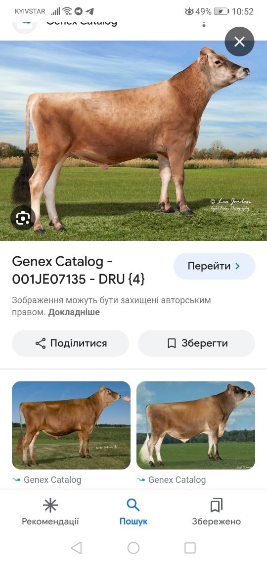 Продам теличку джерсейської породи