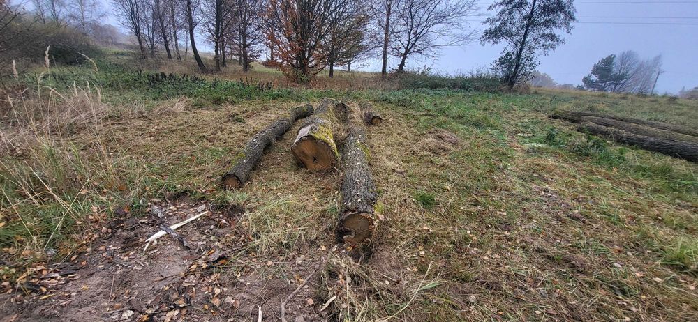 Sprzedam drzewo dębowe, dąb kłoda